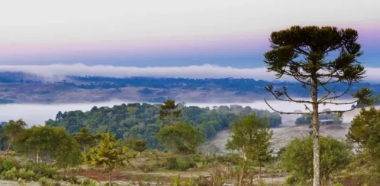 Frio persiste nesta semana e chuva forte retorna a partir de sexta Paisagem rural coberta por geada durante manhã de frio intenso, com araucária e vegetação ao fundo em Santa Catarina.