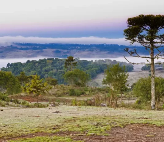 Frio persiste nesta semana e chuva forte retorna a partir de sexta Paisagem rural coberta por geada durante manhã de frio intenso, com araucária e vegetação ao fundo em Santa Catarina.