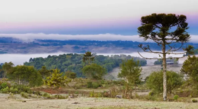 Paisagem rural coberta por geada durante manhã de frio intenso, com araucária e vegetação ao fundo em Santa Catarina.