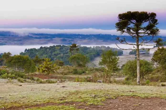 Paisagem rural coberta por geada durante manhã de frio intenso, com araucária e vegetação ao fundo em Santa Catarina.