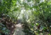 Trilha do Parque dos Sabiás, em São José, cercada pela vegetação da Mata Atlântica, onde nova sinalização orienta visitantes e apresenta a fauna local.