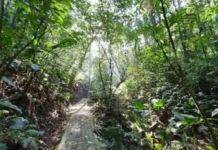 São José instala nova sinalização no Parque dos Sabiás para reforçar segurança e educação ambiental Trilha do Parque dos Sabiás, em São José, cercada pela vegetação da Mata Atlântica, onde nova sinalização orienta visitantes e apresenta a fauna local.