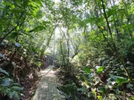 Trilha do Parque dos Sabiás, em São José, cercada pela vegetação da Mata Atlântica, onde nova sinalização orienta visitantes e apresenta a fauna local.