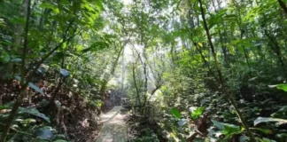 Trilha do Parque dos Sabiás, em São José, cercada pela vegetação da Mata Atlântica, onde nova sinalização orienta visitantes e apresenta a fauna local.