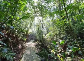 São José instala nova sinalização no Parque dos Sabiás para reforçar segurança e educação ambiental Trilha do Parque dos Sabiás, em São José, cercada pela vegetação da Mata Atlântica, onde nova sinalização orienta visitantes e apresenta a fauna local.