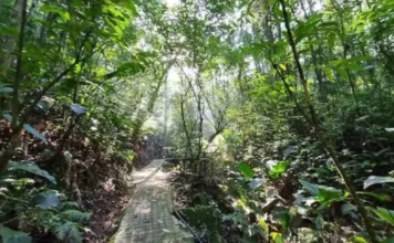 Trilha do Parque dos Sabiás, em São José, cercada pela vegetação da Mata Atlântica, onde nova sinalização orienta visitantes e apresenta a fauna local.