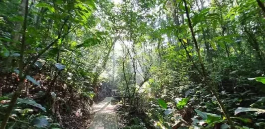 São José instala nova sinalização no Parque dos Sabiás para reforçar segurança e educação ambiental Trilha do Parque dos Sabiás, em São José, cercada pela vegetação da Mata Atlântica, onde nova sinalização orienta visitantes e apresenta a fauna local.