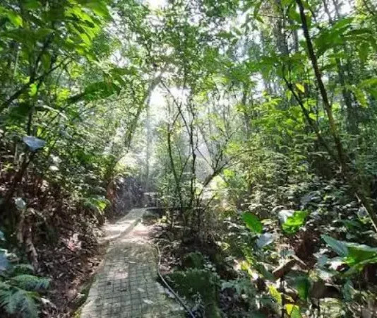 Trilha do Parque dos Sabiás, em São José, cercada pela vegetação da Mata Atlântica, onde nova sinalização orienta visitantes e apresenta a fauna local.