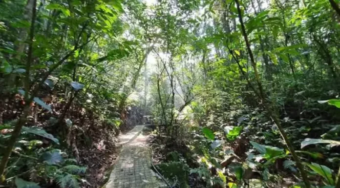 Trilha do Parque dos Sabiás, em São José, cercada pela vegetação da Mata Atlântica, onde nova sinalização orienta visitantes e apresenta a fauna local.
