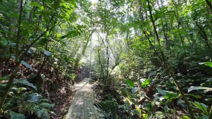 Parque dos Sabiás Trilha do Parque dos Sabiás, em São José, cercada pela vegetação da Mata Atlântica, onde nova sinalização orienta visitantes e apresenta a fauna local.