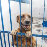 Florianópolis promove evento de adoção com foco em cães com leishmaniose neste sábado Cão com leishmaniose disponível para adoção no canil da Dibea de Florianópolis, apoiado nas grades do espaço onde está acolhido.