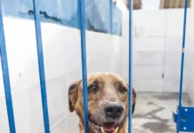 Cão com leishmaniose disponível para adoção no canil da Dibea de Florianópolis, apoiado nas grades do espaço onde está acolhido.