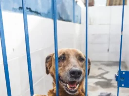 Florianópolis promove evento de adoção com foco em cães com leishmaniose neste sábado Cão com leishmaniose disponível para adoção no canil da Dibea de Florianópolis, apoiado nas grades do espaço onde está acolhido.