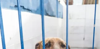 Cão com leishmaniose disponível para adoção no canil da Dibea de Florianópolis, apoiado nas grades do espaço onde está acolhido.