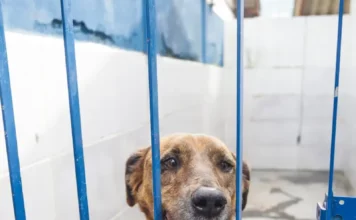 Florianópolis promove evento de adoção com foco em cães com leishmaniose neste sábado Cão com leishmaniose disponível para adoção no canil da Dibea de Florianópolis, apoiado nas grades do espaço onde está acolhido.