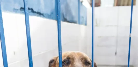 Florianópolis promove evento de adoção com foco em cães com leishmaniose neste sábado Cão com leishmaniose disponível para adoção no canil da Dibea de Florianópolis, apoiado nas grades do espaço onde está acolhido.