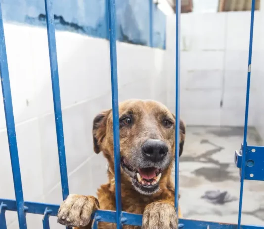Florianópolis promove evento de adoção com foco em cães com leishmaniose neste sábado Cão com leishmaniose disponível para adoção no canil da Dibea de Florianópolis, apoiado nas grades do espaço onde está acolhido.