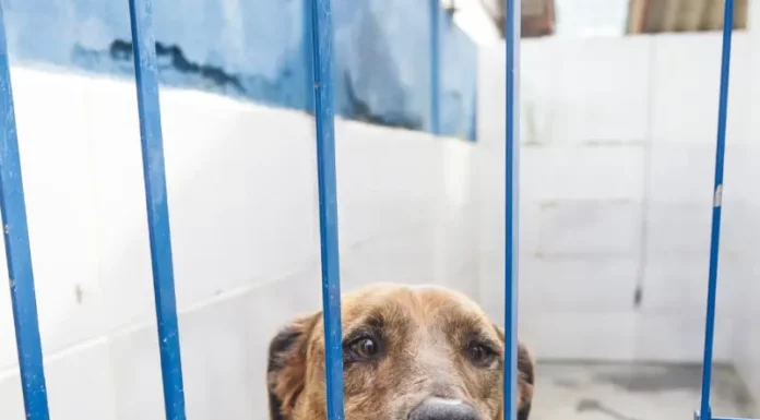 Florianópolis promove evento de adoção com foco em cães com leishmaniose neste sábado Cão com leishmaniose disponível para adoção no canil da Dibea de Florianópolis, apoiado nas grades do espaço onde está acolhido.