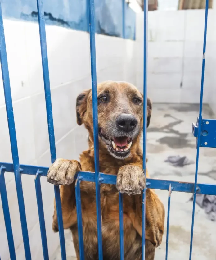 cães portadores de Leishmaniose Cão com leishmaniose disponível para adoção no canil da Dibea de Florianópolis, apoiado nas grades do espaço onde está acolhido.