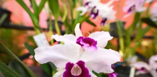 Flores representam a chegada da primavera em Santa Catarina, estação com aumento de chuvas e temporais