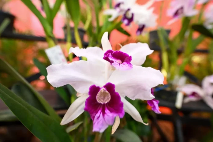 primavera Flores representam a chegada da primavera em Santa Catarina, estação com aumento de chuvas e temporais