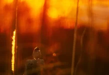 Temperaturas passam de 30°C no fim de semana em Santa Catarina Pássaro sob a luz do sol ilustra a previsão de temperaturas acima de 30°C em Santa Catarina