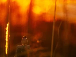 Temperaturas passam de 30°C no fim de semana em Santa Catarina Pássaro sob a luz do sol ilustra a previsão de temperaturas acima de 30°C em Santa Catarina