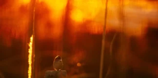 Pássaro sob a luz do sol ilustra a previsão de temperaturas acima de 30°C em Santa Catarina