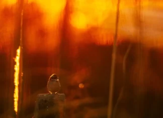 Temperaturas passam de 30°C no fim de semana em Santa Catarina Pássaro sob a luz do sol ilustra a previsão de temperaturas acima de 30°C em Santa Catarina