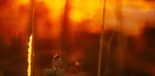 Pássaro sob a luz do sol ilustra a previsão de temperaturas acima de 30°C em Santa Catarina