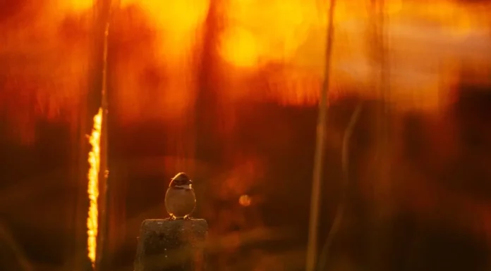 Pássaro sob a luz do sol ilustra a previsão de temperaturas acima de 30°C em Santa Catarina