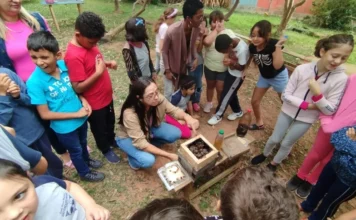 Do zumbido aos quadrinhos: abelhas nativas viram tema de aprendizagem em Florianópolis Estudantes de escola municipal de Florianópolis observam uma caixa de abelhas nativas sem ferrão durante atividade de educação ambiental no meliponário.