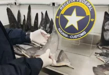 Receita Federal apreende mais de 17 toneladas de barbatanas de tubarão no Porto de Itapoá Agente da Receita Federal examina barbatanas de tubarão durante fiscalização de carga apreendida no Porto de Itapoá, em Santa Catarina.