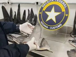 Agente da Receita Federal examina barbatanas de tubarão durante fiscalização de carga apreendida no Porto de Itapoá, em Santa Catarina.