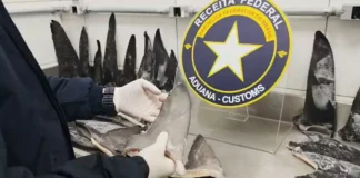 Agente da Receita Federal examina barbatanas de tubarão durante fiscalização de carga apreendida no Porto de Itapoá, em Santa Catarina.