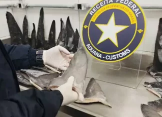 Receita Federal apreende mais de 17 toneladas de barbatanas de tubarão no Porto de Itapoá Agente da Receita Federal examina barbatanas de tubarão durante fiscalização de carga apreendida no Porto de Itapoá, em Santa Catarina.