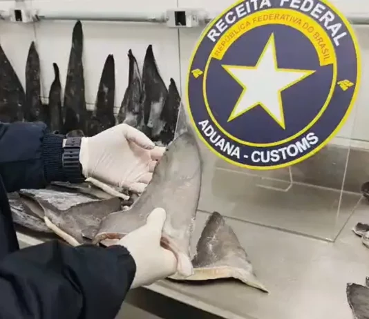 Receita Federal apreende mais de 17 toneladas de barbatanas de tubarão no Porto de Itapoá Agente da Receita Federal examina barbatanas de tubarão durante fiscalização de carga apreendida no Porto de Itapoá, em Santa Catarina.