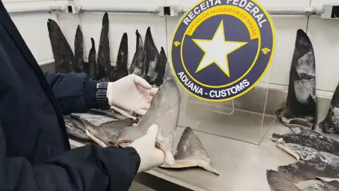 barbatanas-tubarao-1200x675 Agente da Receita Federal examina barbatanas de tubarão durante fiscalização de carga apreendida no Porto de Itapoá, em Santa Catarina.