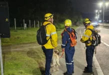 Bombeiros militares com cão de busca durante operação para localizar homem de 51 anos desaparecido na região da Vargem Pequena, em Florianópolis.