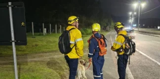 Bombeiros militares com cão de busca durante operação para localizar homem de 51 anos desaparecido na região da Vargem Pequena, em Florianópolis.