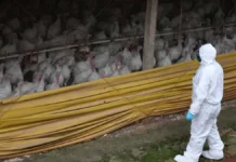 Profissional com equipamento de proteção sanitária observa perus em uma granja durante ações de vigilância para conter o foco da doença de Newcastle em Santa Catarina.