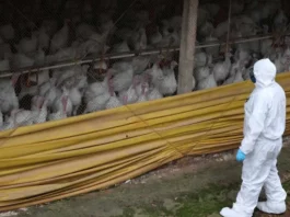 Após foco da doença de Newcastle, mais de 6,5 mil aves são eliminadas em Santa Catarina Profissional com equipamento de proteção sanitária observa perus em uma granja durante ações de vigilância para conter o foco da doença de Newcastle em Santa Catarina.