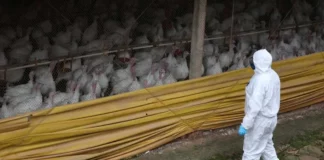 Profissional com equipamento de proteção sanitária observa perus em uma granja durante ações de vigilância para conter o foco da doença de Newcastle em Santa Catarina.