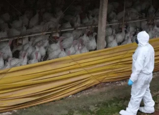 Profissional com equipamento de proteção sanitária observa perus em uma granja durante ações de vigilância para conter o foco da doença de Newcastle em Santa Catarina.