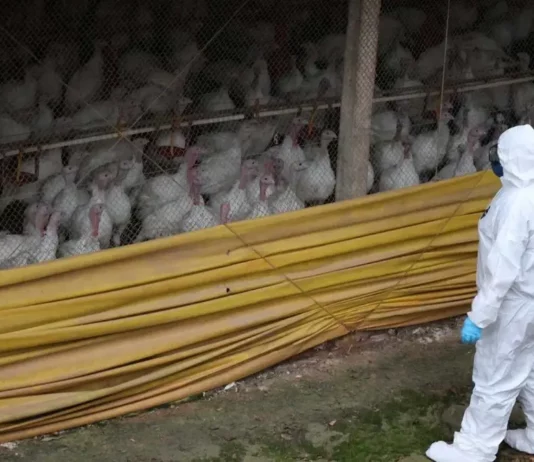 Profissional com equipamento de proteção sanitária observa perus em uma granja durante ações de vigilância para conter o foco da doença de Newcastle em Santa Catarina.