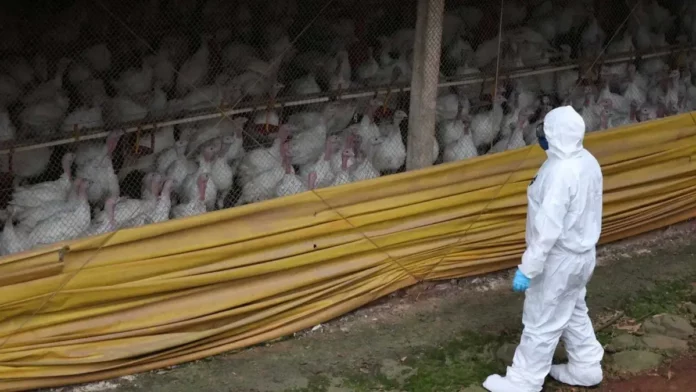 Profissional com equipamento de proteção sanitária observa perus em uma granja durante ações de vigilância para conter o foco da doença de Newcastle em Santa Catarina.