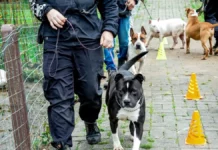 Florianópolis promove feira de adoção com cães em processo de ressocialização Cães em treinamento de adestramento e ressocialização participam de projeto da Dibea de Florianópolis e estarão disponíveis na feira de adoção