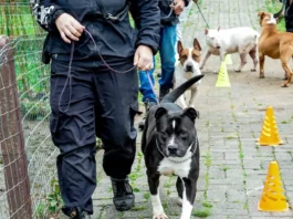 Cães em treinamento de adestramento e ressocialização participam de projeto da Dibea de Florianópolis e estarão disponíveis na feira de adoção