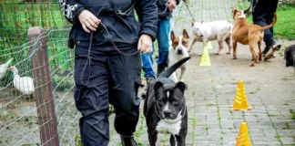 Cães em treinamento de adestramento e ressocialização participam de projeto da Dibea de Florianópolis e estarão disponíveis na feira de adoção
