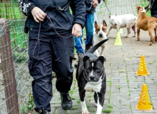 Cães em treinamento de adestramento e ressocialização participam de projeto da Dibea de Florianópolis e estarão disponíveis na feira de adoção